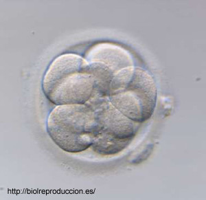 Tomada de la página web del Máster Universitario en Medicina y Genética Reproductivas de la UMH (http://biolreproduccion.es/) 